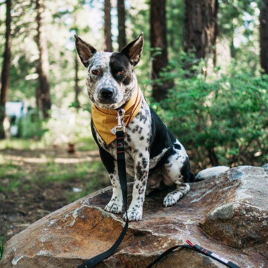 Camp is not complete without a dog.