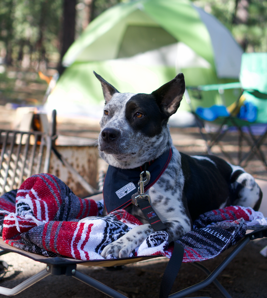 Things you Must Pack for your Dog this Camping Season