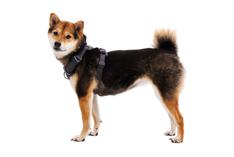 Dog wearing a black harness on a white background