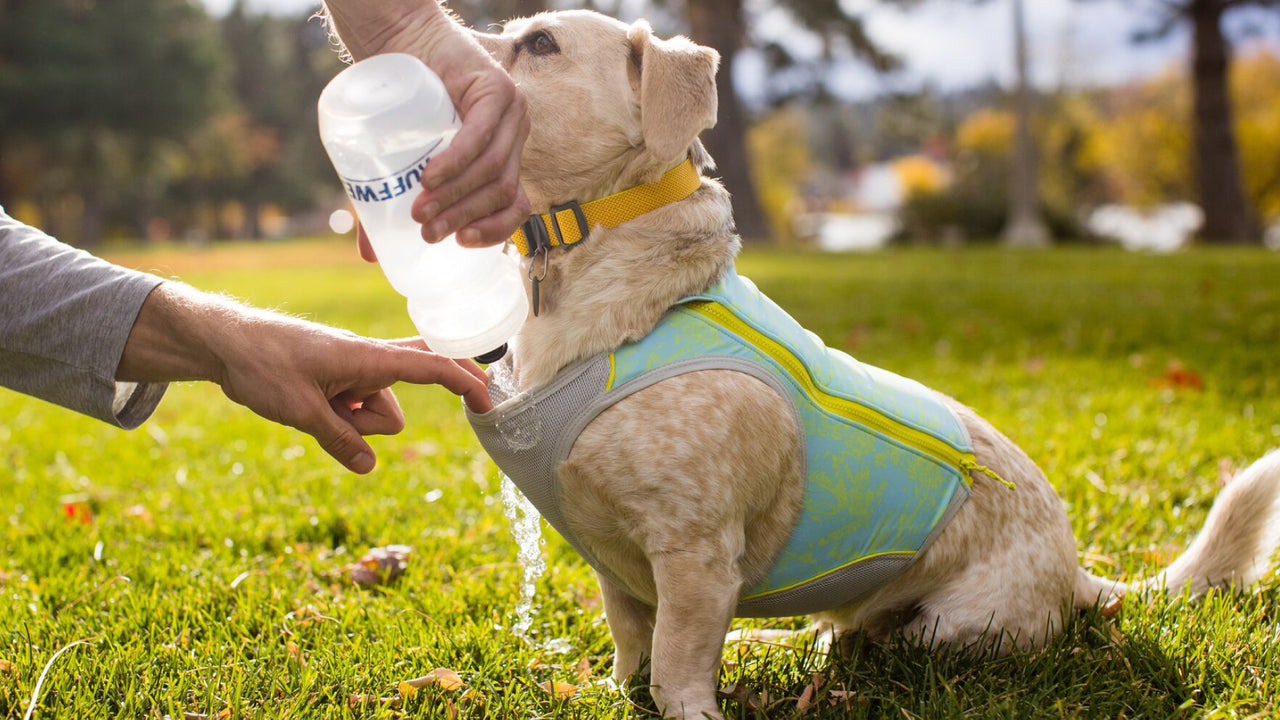 Swamp Cooler Zip™ Cooling Dog Vest