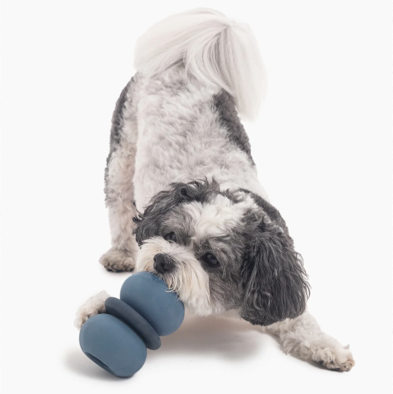 Dog playing with a blue rubber toy on a white background