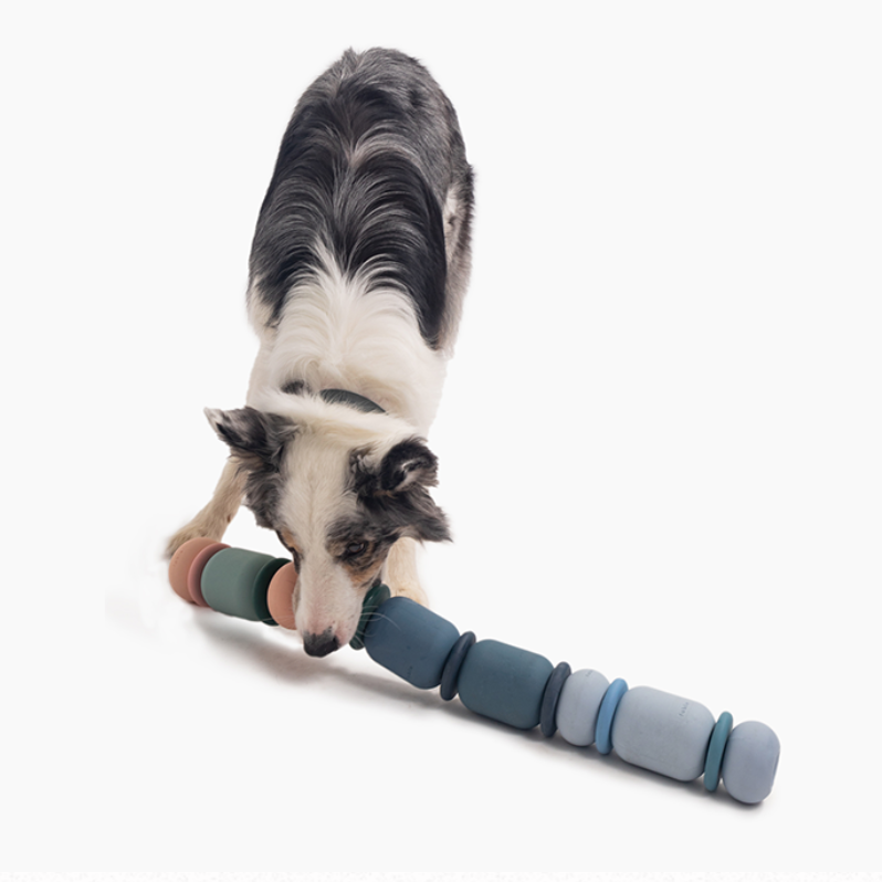 Dog playing with a chew toy on a white background