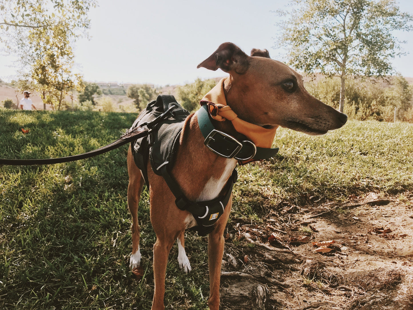 Vegan Leather Chicago Dog Collar